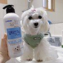 디아동물병원 | [내돈내산] 말티즈 전용 백모견 샴푸 &#39;포켄스 말티즈 전용 샴푸&amp; 린스&#39; 사용해 본 이야기