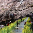 창원 장복산 벚꽃산행[17일(일)-등산동호회 이미지