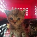 아름다운 소녀의 집 이미지