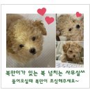 복만이디자인