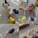 강이네펫샵 이미지