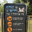 정자 반려견 이미지