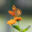 환상적인 나비들 이미지