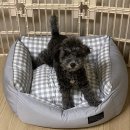 엘르독 | ELEDOG 엘르독 사르륵방석 : 바닐라라떼 내돈내산 재구매후기