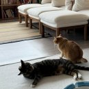 CU 포항해동로점 | 포항 고양이가 있는 문화책방 '낮잠'