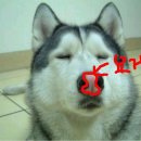 이쁜강아지 이미지