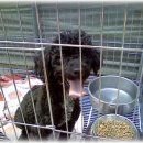 후니아이 이미지