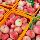 호호팜 | 여름의달콤함을 가득 담은 고당도 백도 딱딱이 복숭아, 산지에서 직접 만나는 신선함!