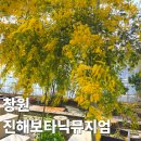 청곡초등학교 건너편 교통섬 | 부산에서 뚜벅이 창원 진해 보타닉뮤지엄 미모사 위치 대중교통 가는법