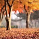 호수공원수변공원 네이버블로그