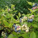 기순농장 이미지