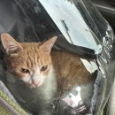 황금산 고양이 | 황금산 고양이 코숏 미용 후기