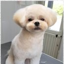 경주고양이무마취미용 뭐든지 가능한 경주 신해인펫아카데미 후기