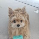 신동물병원 | Protexin 프로텍신:: 췌장염과 지알디아 장염 걸린...유산균 내돈내산 후기- 성분보고 동물병원에서 구매