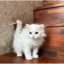 도그365 | 인천강아지분양 고양이분양 도그마루 귀여운 친구들이 있는 강아지분양