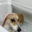 댕그루루 이미지