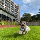 행복하개 이미지