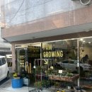 [서울 식물마켓] 군자역 식물 플랜트샵 ‘분즈’ 방문 후기