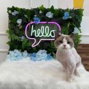 냥이네 목욕탕 이미지