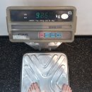피노키오복싱 | 복싱운동) 페어텍스 글러브 밀리터리 한정판 BGV11 구매 - 복싱다이어트 해야하네 (피노키오복싱)