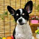 이쁘개귀엽개 이미지