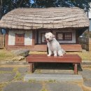 뛰뛰 강아지 놀이터 | 오산 반려동물 테마파크 강아지 놀이터 다녀온 후기 !