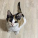 헬로우동물병원 | 고양이를 처음 데리고 올 때 필요한 것들