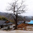 황매산아래밤묵 이미지