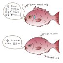 [펌]참돔에 대하여..(자연산 과 양식). 이미지