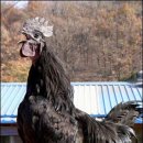 금성농장 이미지