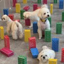 갈매독 애견유치원 이미지