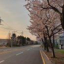 이마트24 길천산업단지점 | 2026년, 울주군 상북면 길천산업단지의 벚꽃 풍경