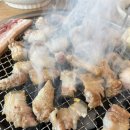 늘조은 돼지