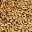 빵을만드는 사람들 | 통밀시드 깜빠뉴, 시간을 먹는 건강한 빵 한 조각