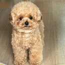 미용할개 이미지