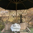 메리도그하우스2 이미지