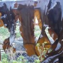 다시마 흑염소 이미지