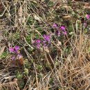 관매도(관호) 이미지