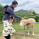 [울산 아이랑 체험] 울산하늘목장 (동물먹이주기/주차/식당/입장료)