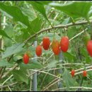 홀뫼농장 이미지