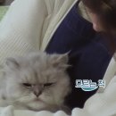 고양이민박 이미지