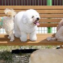 멍스테이 이미지