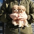 (주)펫펏 요미독강아지 동탄점 | 송산동강아지분양 경험담 꼭 한번 들어보세요