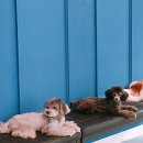 하꾸나마루다 이미지