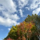 은행어린이공원 | 가을 서울어린이대공원 동물원 관람 후기 🦦🍁