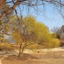 꽃향기펜션 | 대전 근교 펜션 옥천 소막대기펜션 후기 (대청호 산책 + 바베큐 +반려견 동반 완벽 코스)