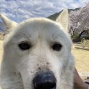 댕댕하동 이미지