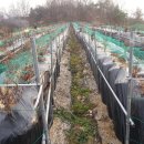 도화 농장 이미지