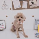 알콩달콩 애견미용실 이미지