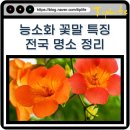 안국레져 | 여름꽃 능소화 꽃말과 지역별 개화 절정 시기 명소 정리 (서울 뚝섬 대구 부산 등)